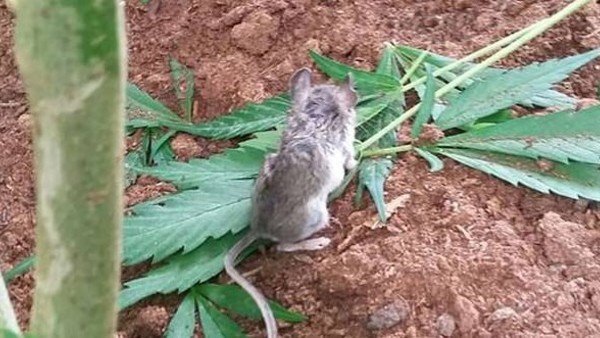 El ratón que masticó hojas de cannabis y se desmayó