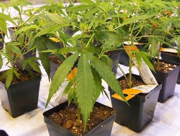 Aurora Cannabis blames $1-billion net loss in Q3 on pricing pressures, COVID-19