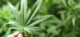 Die besten Cannabis-Aktien kaufen: So profitieren Sie vom Marihuana-Boom