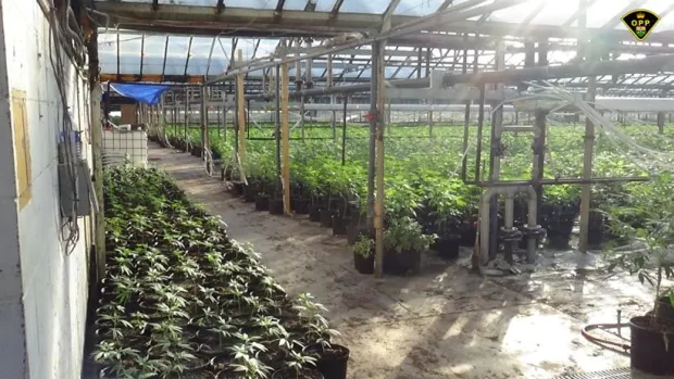 How Ontario migrant workers unknowingly get caught up in illegal cannabis grow-ops