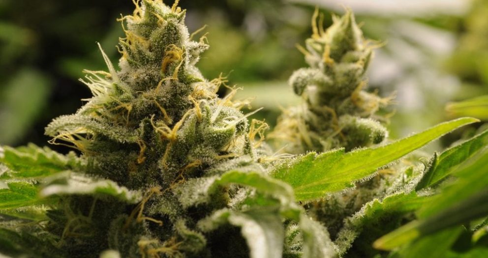 Hombre de Florida es detenido con una tonelada de cannabis