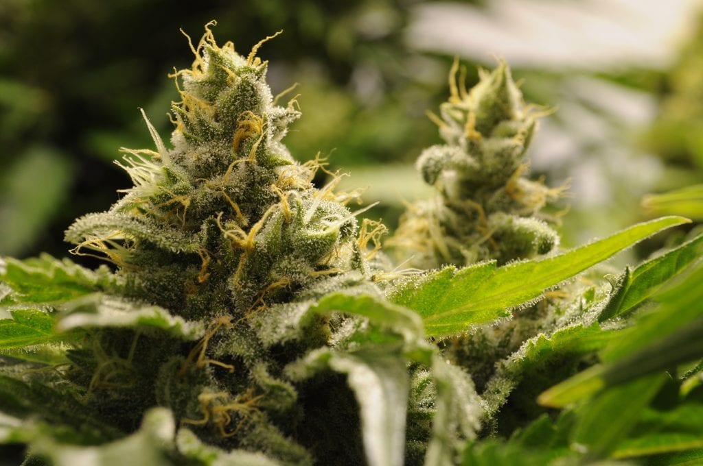 Hombre de Florida es detenido con una tonelada de cannabis