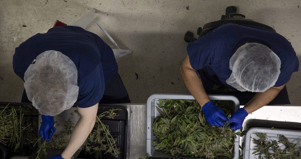 In the Weeds 2: True economic impact of cannabis in Regina remains elusive
