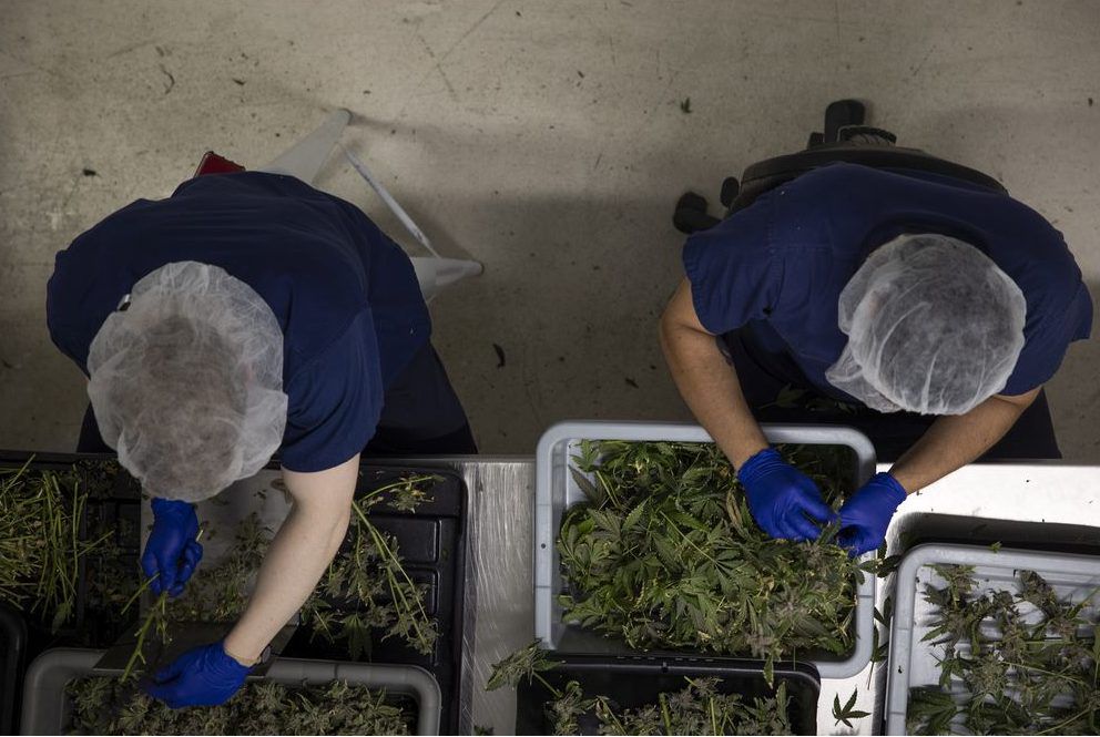 In the Weeds 2: True economic impact of cannabis in Regina remains elusive