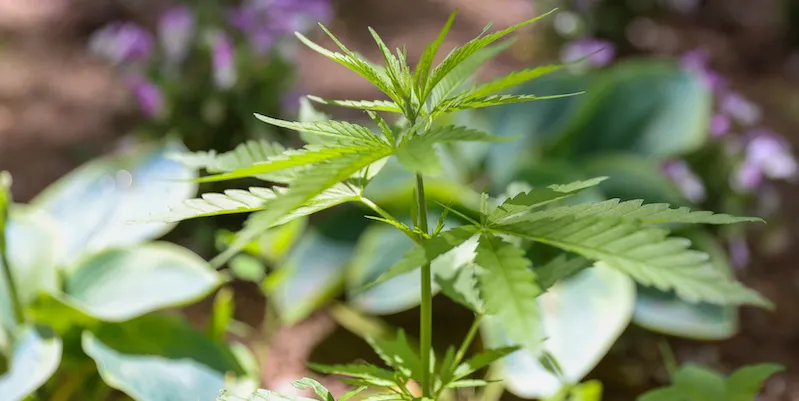 Alla Camera e al Senato ci sono due proposte molto diverse sulla cannabis