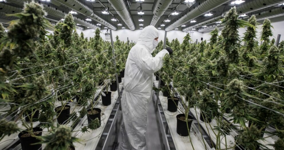 Cannabis-Legalisierung: Hanfplantagen, Pillenlabore und organisierte Kriminalität
