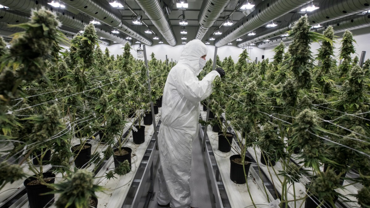 Cannabis-Legalisierung: Hanfplantagen, Pillenlabore und organisierte Kriminalität