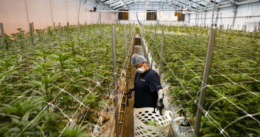 Legalised cannabis in Canada and US hasn’t killed illegal market