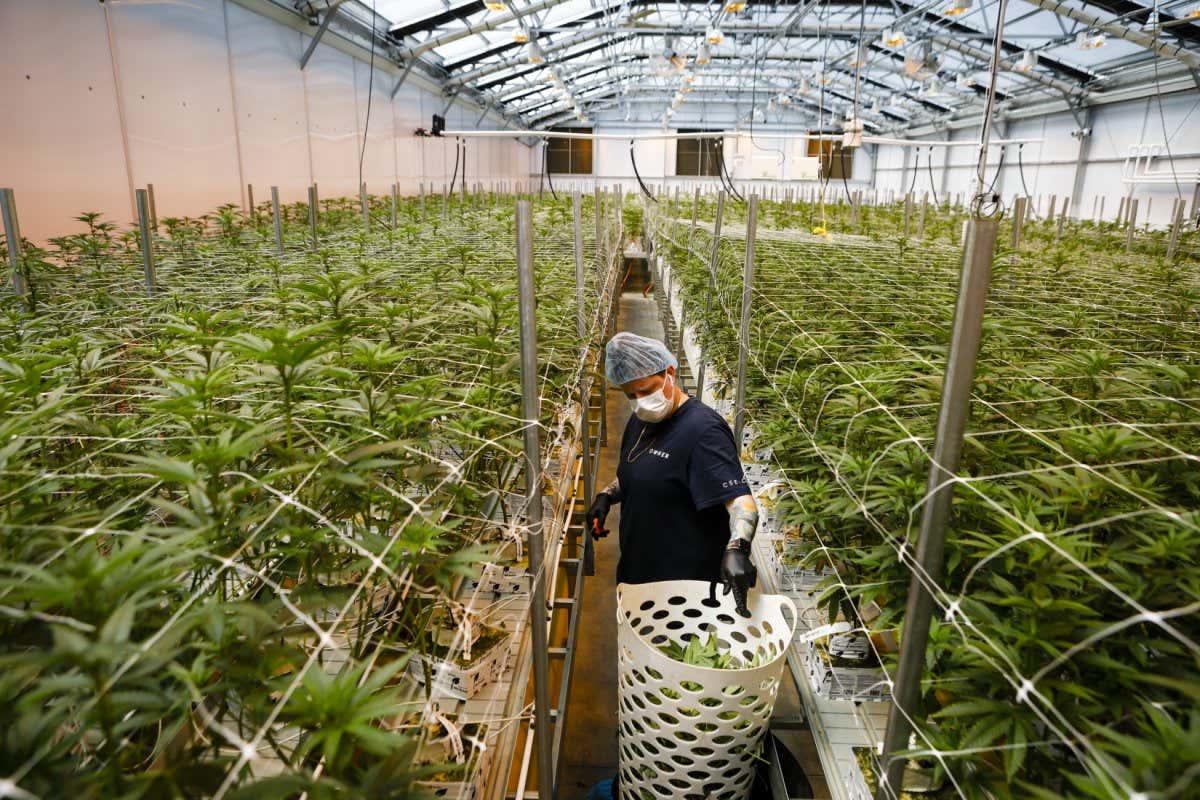Legalised cannabis in Canada and US hasn’t killed illegal market
