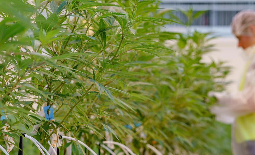 Historic first crop harvested at mega medicinal cannabis facility in north-west Victoria