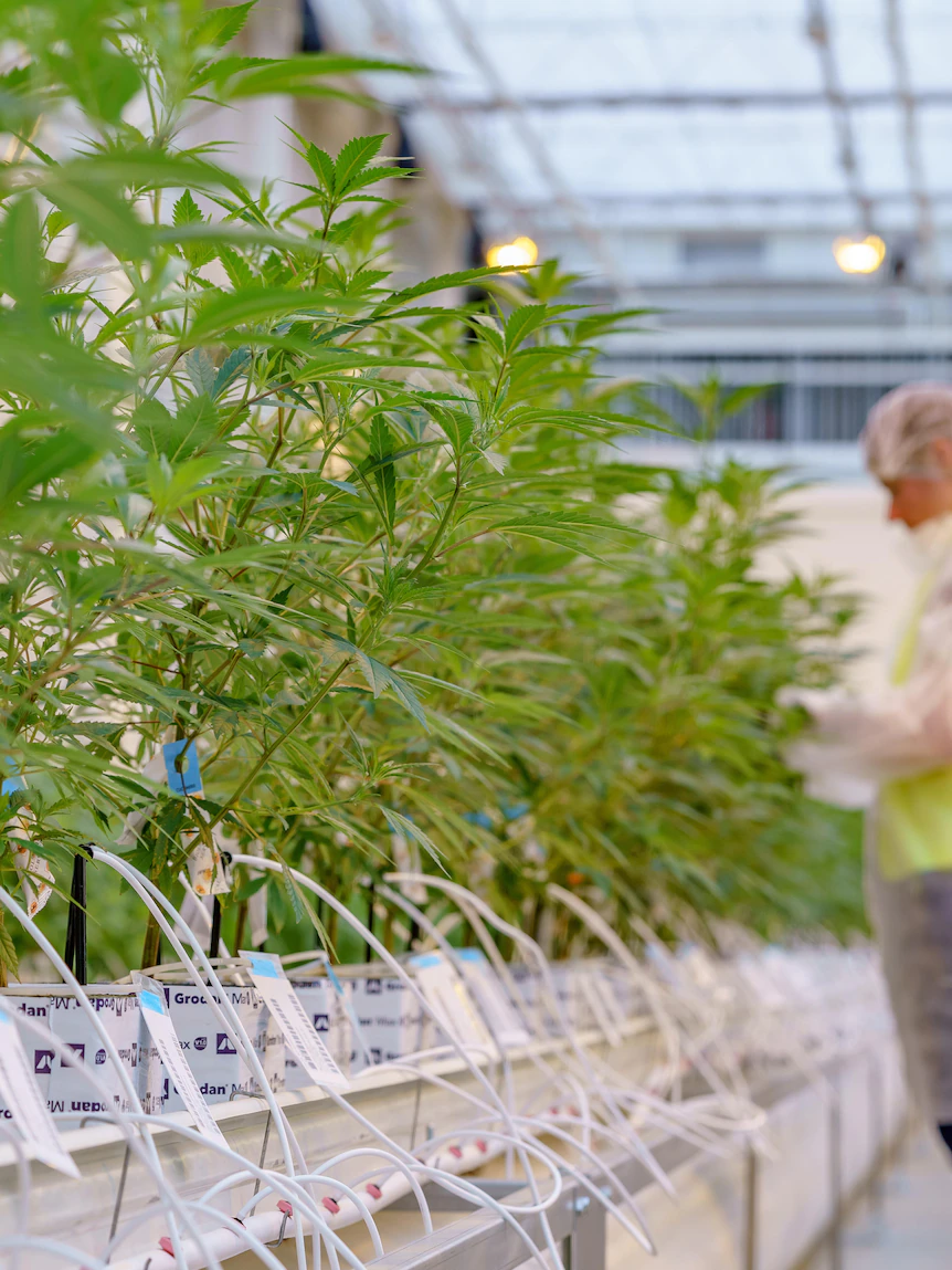 Historic first crop harvested at mega medicinal cannabis facility in north-west Victoria