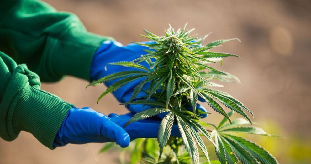 La légalisation du cannabis avance, l’Agence de réglementation tient son premier Conseil d’administration