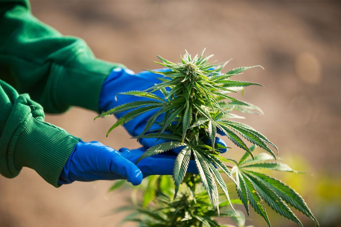 La légalisation du cannabis avance, l’Agence de réglementation tient son premier Conseil d’administration