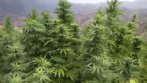 Réglementation du cannabis: la feuille de route de l’ANRAC