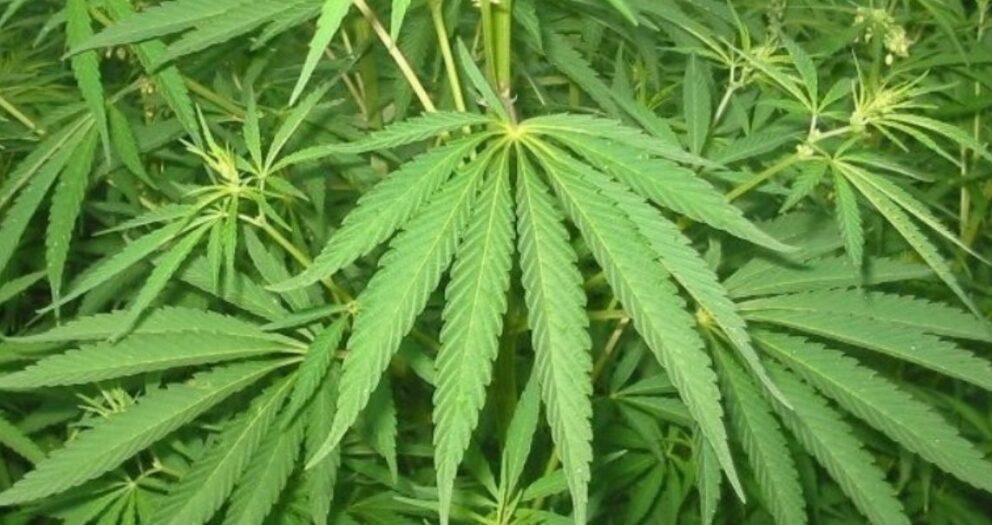 Légalisation du cannabis au Maroc: ce qu’en pense un chercheur