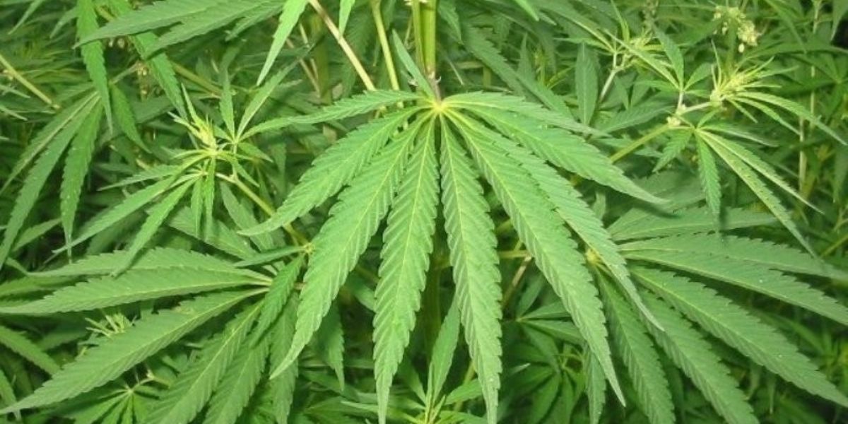 Légalisation du cannabis au Maroc: ce qu’en pense un chercheur