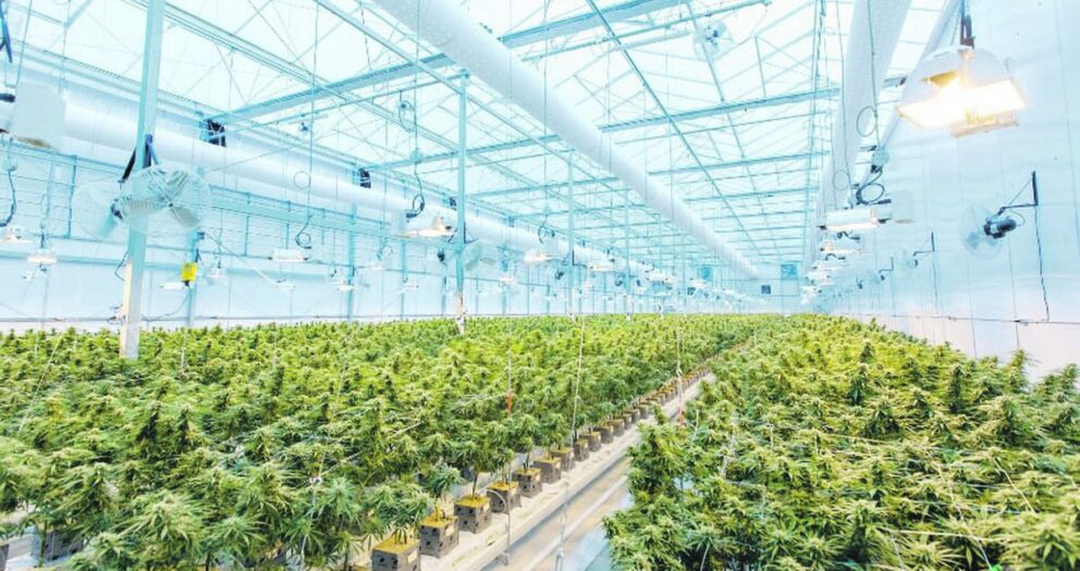 Cannabis medicinal y cáñamo industrial en el marco de la nueva regulación