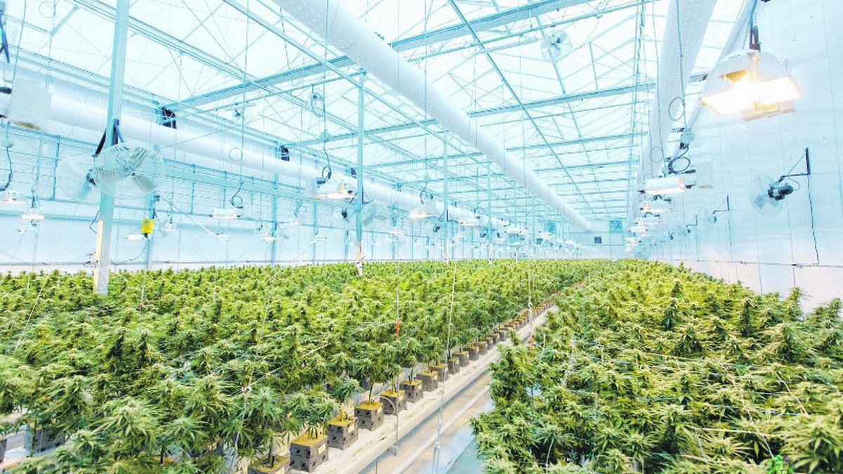Cannabis medicinal y cáñamo industrial en el marco de la nueva regulación