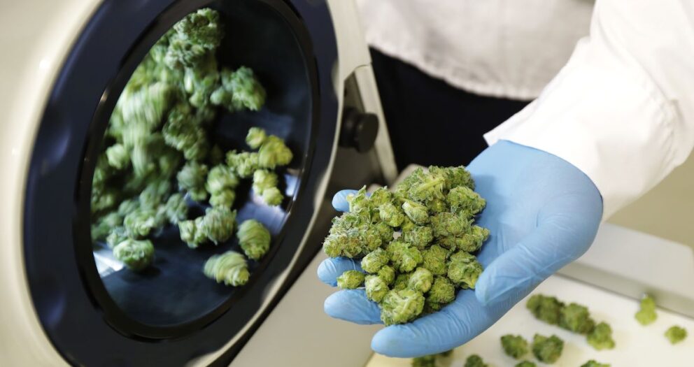 Cannabis business leaders urge government to review excise tax as prices decline