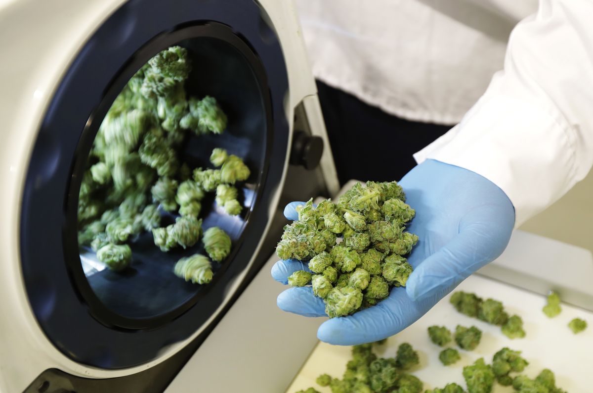 Cannabis business leaders urge government to review excise tax as prices decline
