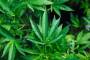 Explosive find and gun at Blenheim property along with cannabis plants
