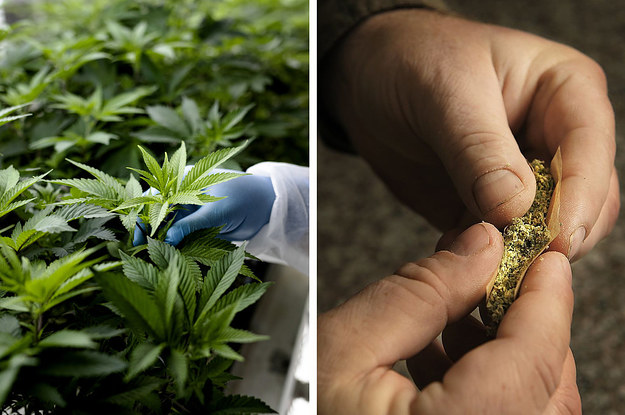Aussies Are Calling On The Government To Legalise Cannabis And You Know What, They Raise Some Good Points
