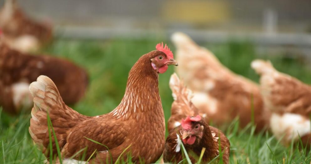 Cette ferme bio thaïlandaise soigne ses poulets avec du cannabis