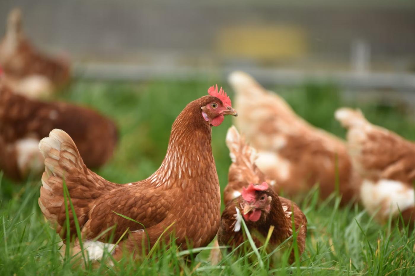 Cette ferme bio thaïlandaise soigne ses poulets avec du cannabis