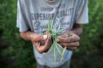 Laut UN-Drogenbericht belastet Cannabiskonsum die Gesundheitssysteme
