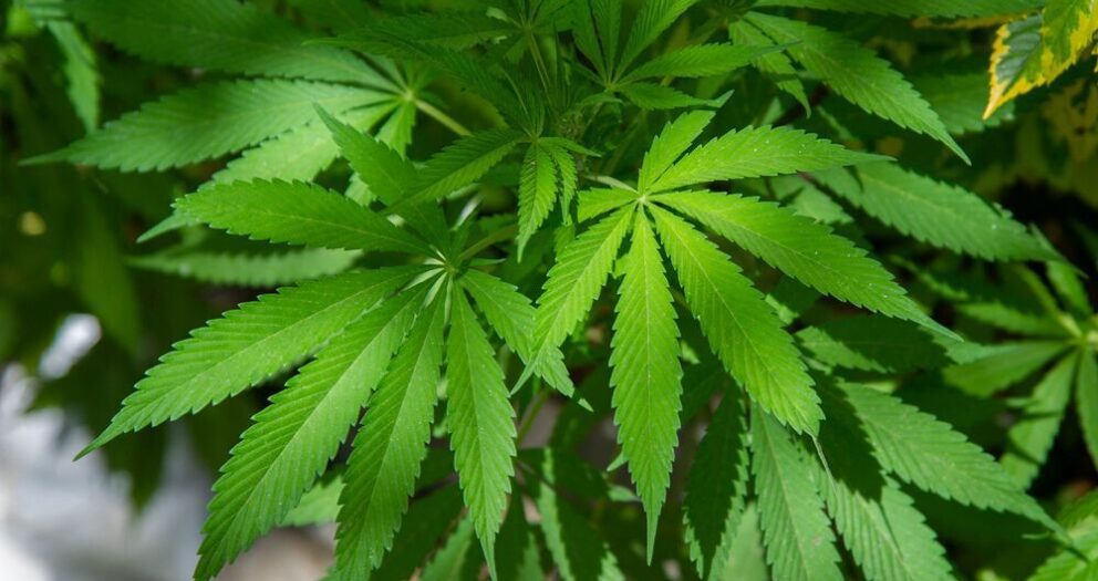 SQ pledges vigilance against illegal production and sale of cannabis
