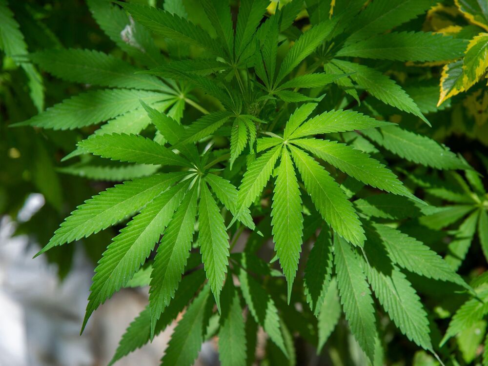 SQ pledges vigilance against illegal production and sale of cannabis