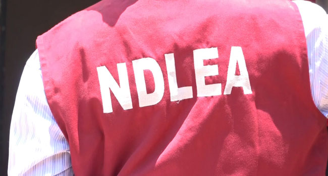 NDLEA Arrests Female Drug Kingpin With 24 Sacks Of Cannabis In Rivers 
