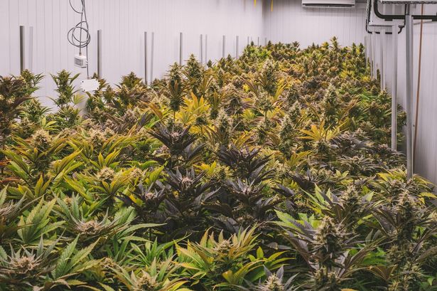 Police seize £500,000 worth of cannabis in huge unit raid