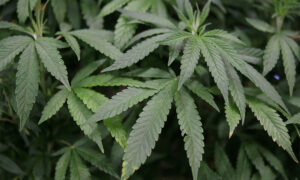 Ex-UCLA Decathlete to Plead Guilty in $37 Million Cannabis Vaping Scam