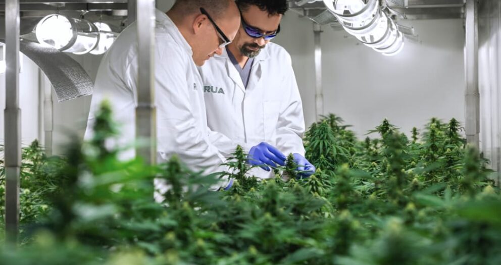 Medicinal cannabis company Rua BioScience granted narcotics license