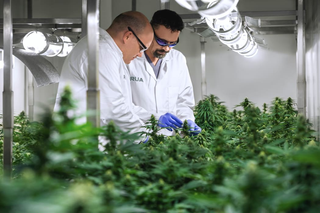Medicinal cannabis company Rua BioScience granted narcotics license