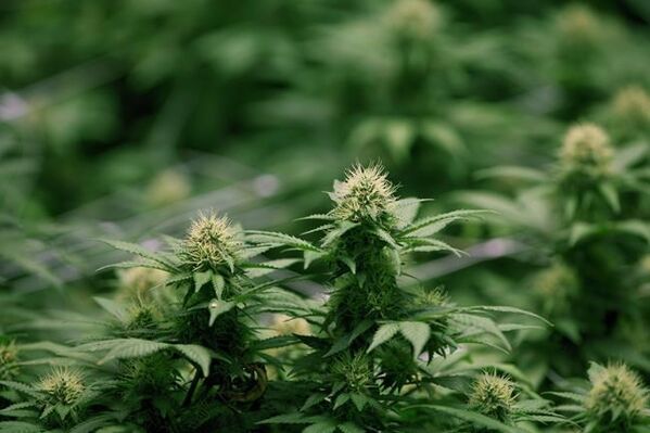 Cannabis company Organigram reports $2.8M Q3 loss, gross revenue up 90%