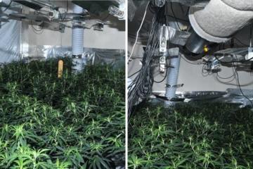 Chef caught tending £45k cannabis factory in Banbury
