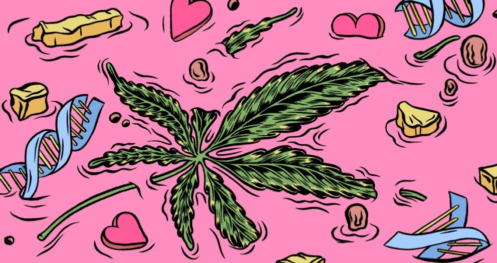 The weed influencer and the scientist feuding over why some stoners incessantly puke