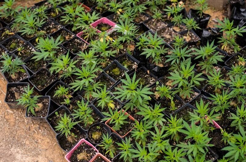 Betrugsvorwürfe gegen Juicy Fields: Cannabis-Plattform lockte mit Traum-Renditen – jetzt fürchten Kleinanleger um ihr Geld