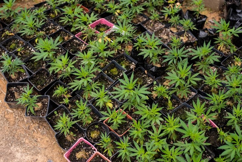 Betrugsvorwürfe gegen Juicy Fields: Cannabis-Plattform lockte mit Traum-Renditen – jetzt fürchten Kleinanleger um ihr Geld