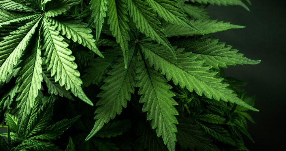 Hong Kong customs confiscate cannabis worth HK$30 million, arrest suspected triad member