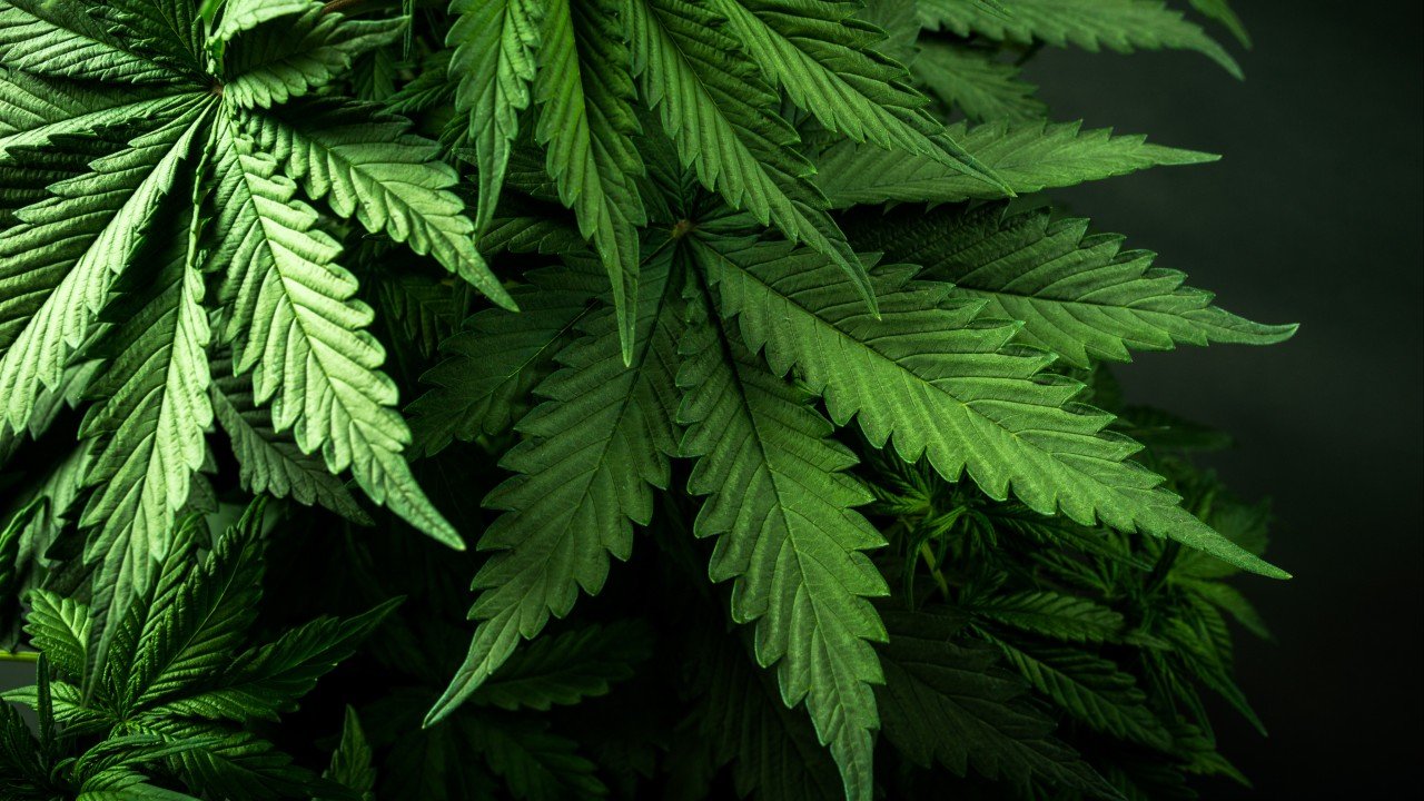 Hong Kong customs confiscate cannabis worth HK$30 million, arrest suspected triad member