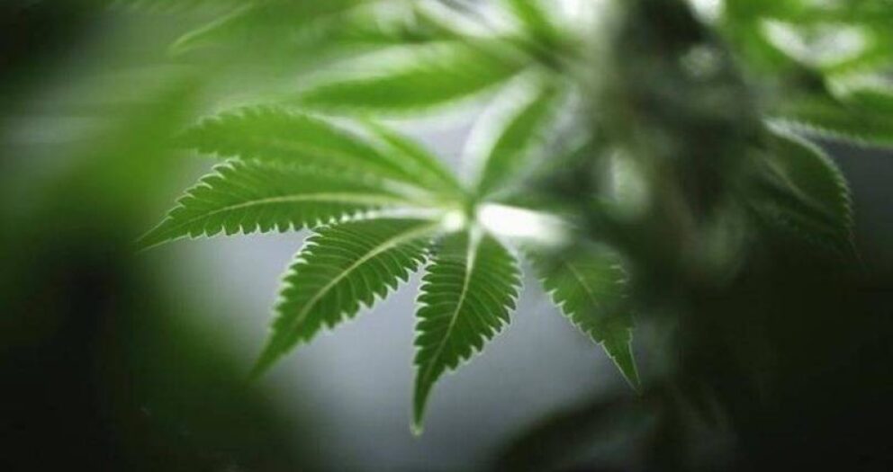 Pranksters plant cannabis in UK parish council roadside community planter