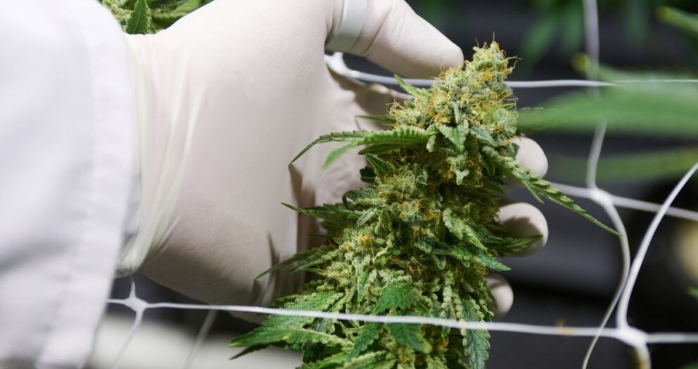 Zimbabwe Gives Nod to Cannabis Use in Medicines For First Time