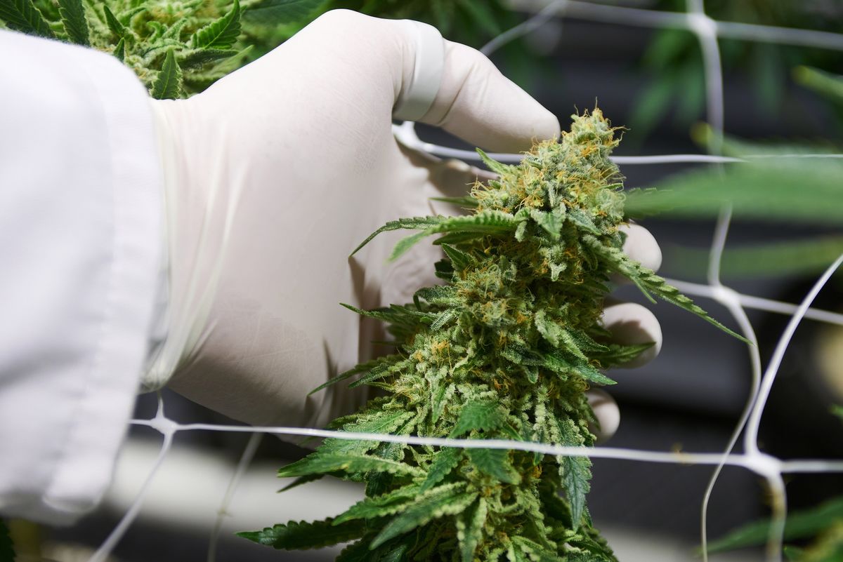 Zimbabwe Gives Nod to Cannabis Use in Medicines For First Time