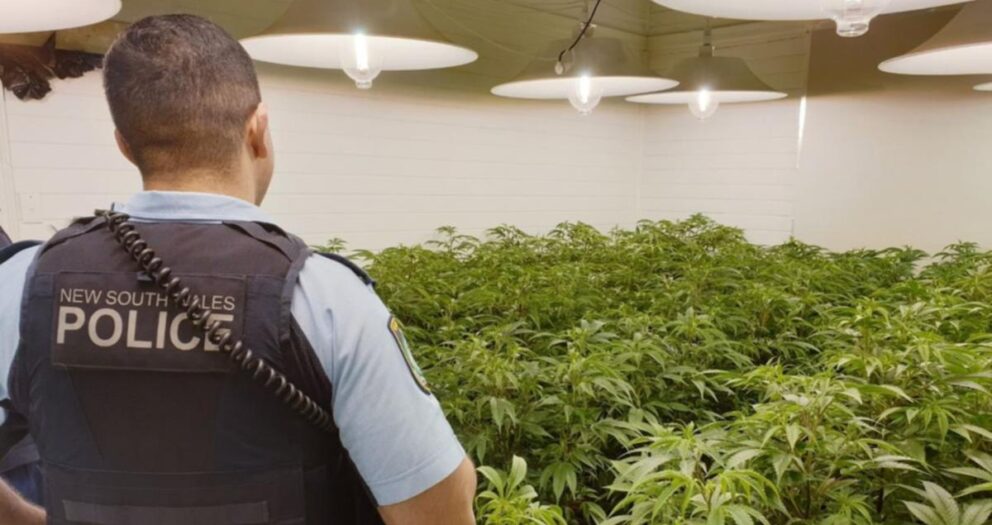 Almost $2 million worth of illegal cannabis ‘weeded out’ in major drug bust