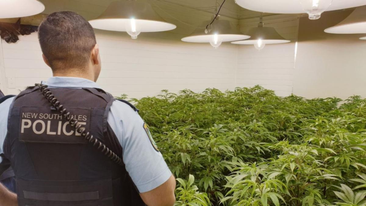 Almost $2 million worth of illegal cannabis ‘weeded out’ in major drug bust