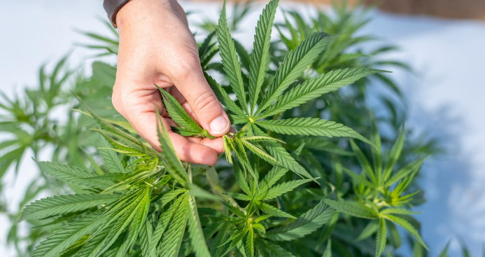 ‘World’s Biggest Cannabis Scam’ Totally Unravelling…