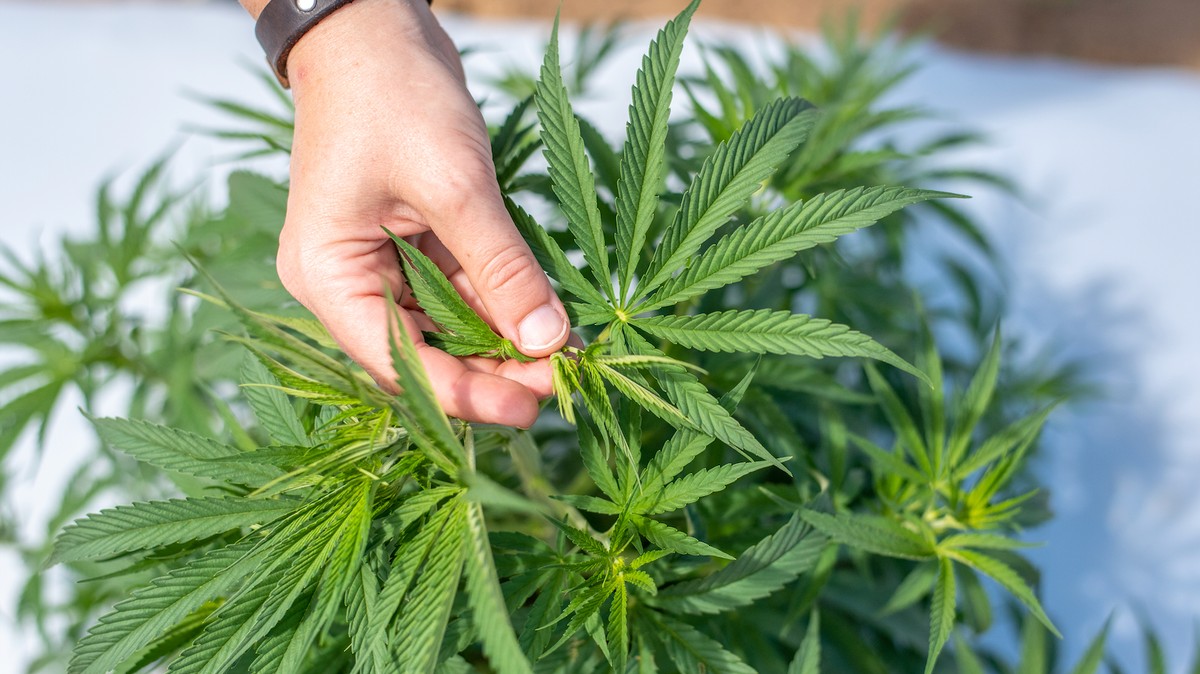 ‘World’s Biggest Cannabis Scam’ Totally Unravelling…